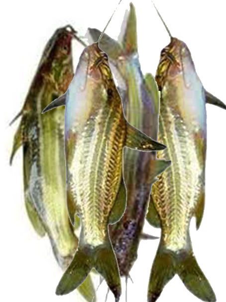 Tengra Fish